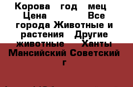 Корова 1 год 4 мец › Цена ­ 27 000 - Все города Животные и растения » Другие животные   . Ханты-Мансийский,Советский г.